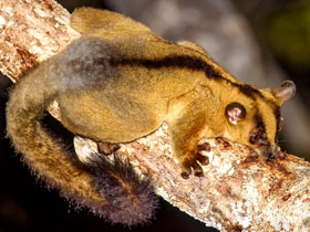 Фото Западный вильчатополосый лемур