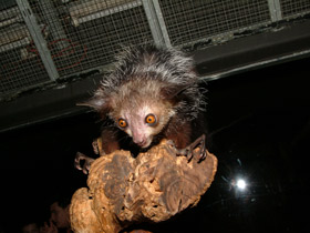 Смотреть фото Руконожка Фото Руконожка