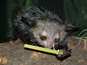 Фото Ай-ай: руконогий примат