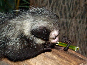 Смотреть фото Самые необычные и удивительные животные Фото Самые необычные и удивительные животные