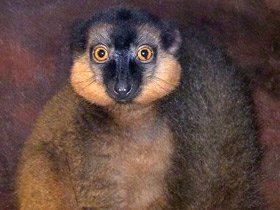 Фото Красноошейниковый лемур