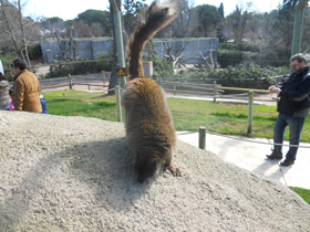 Фото Бурый лемур