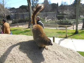 Фото Бурый лемур