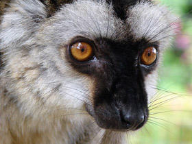 Фото Бурый лемур