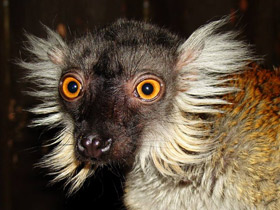 Чёрный лемур