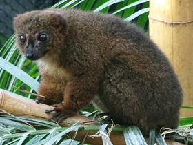 Фото Рыжебрюхий лемур