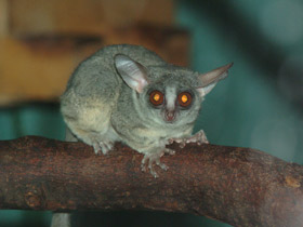 Фото Сенегальский галаго