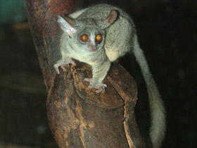 Фото Сенегальский галаго