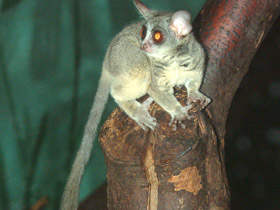 Фото Сенегальский галаго
