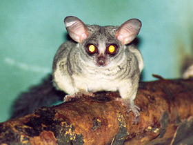 Фото Сенегальский галаго