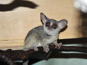 Фото Сенегальский галаго