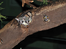 Фото Сенегальский галаго