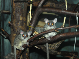 Фото Сенегальский галаго