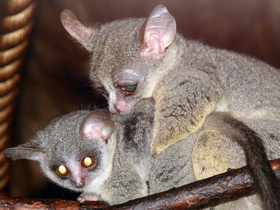 Фото Сенегальский галаго