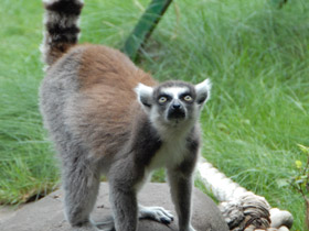 Фото Кошачий лемур