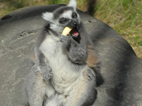 Фото Кошачий лемур