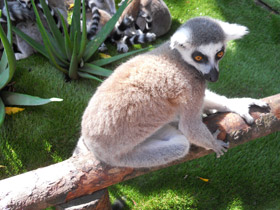 Фото Кошачий лемур