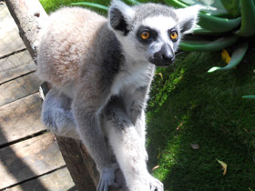 Фото Кошачий лемур