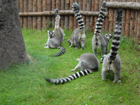 Фото Кошачий лемур