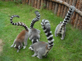 Фото Кошачий лемур