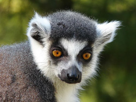 Фото Кошачий лемур