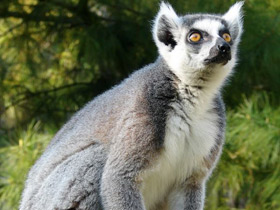 Фото Кошачий лемур
