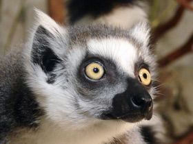 Фото Кошачий лемур