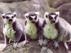 Кошачий лемур