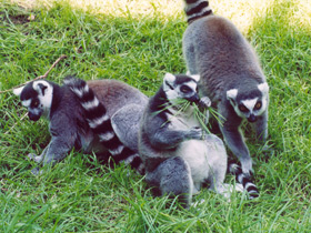 Кошачий лемур