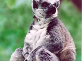 Кошачий лемур