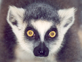 Кошачий лемур