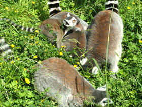 Кошачий лемур