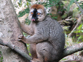 Фото Краснолобый лемур