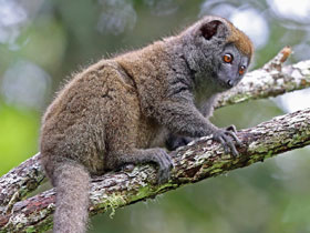 Фото Серый лемур