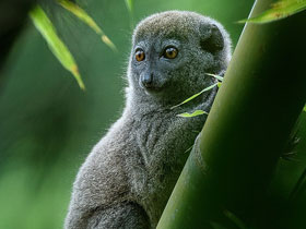 Смотреть фото Малый западный бамбуковый лемур Фото Малый западный бамбуковый лемур