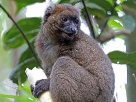 Фото Широконосый лемур