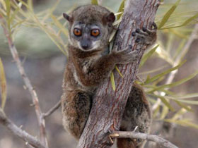 Смотреть фото Северный тонкотелый лемур Фото Северный тонкотелый лемур