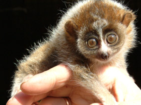 Фото Карликовый, или малый лори