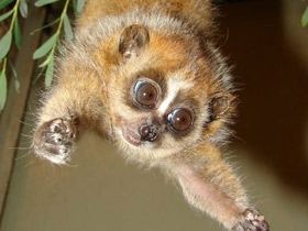 Фото Карликовый, или малый лори