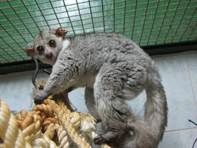 Фото Толстохвостый галаго