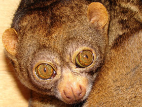 Обыкновенный потто