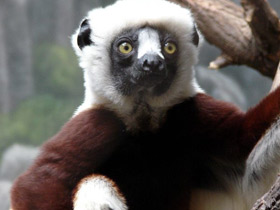 Сифака Кокереля