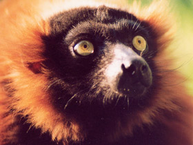 Смотреть фото Рыжий вари Фото Рыжий вари