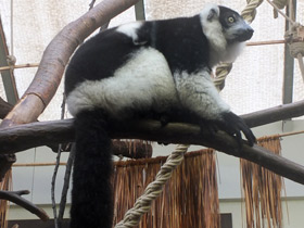 Фото Лемур вари