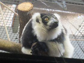 Фото Лемур вари