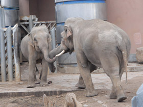 Фото Индийский слон