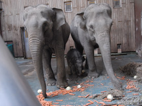 Фото Индийский слон