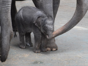 Индийский слон