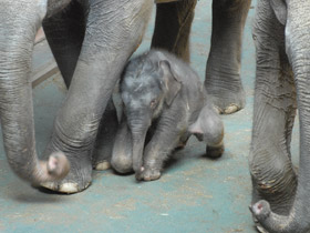 Фото Индийский слон
