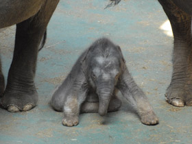 Индийский слон